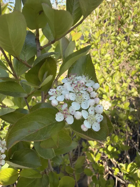 Appelbes