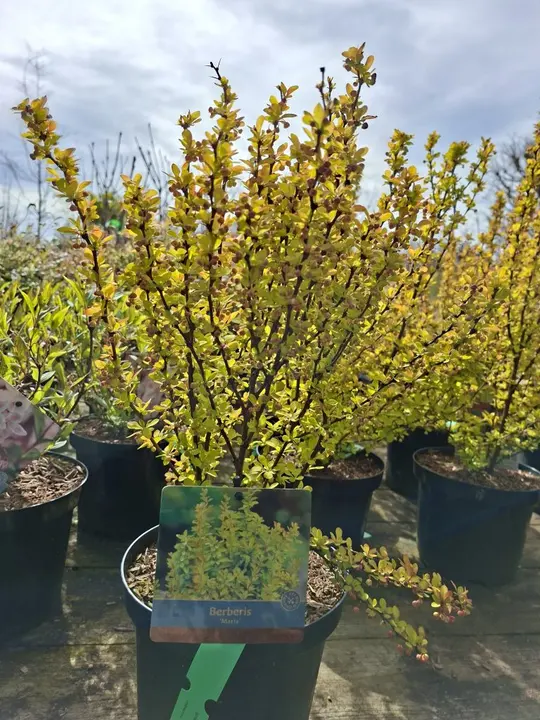 Berberis ‘Maria’