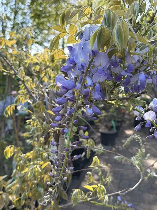 Blauwe regen