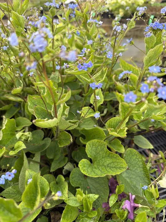 Brunnera