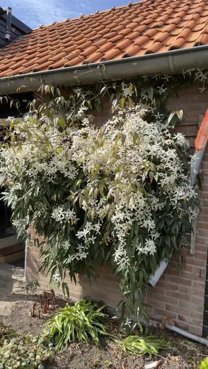 Clematis