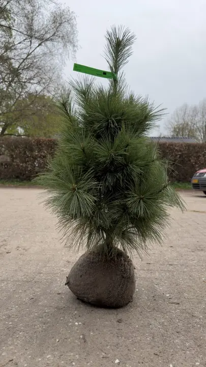 Dwergden