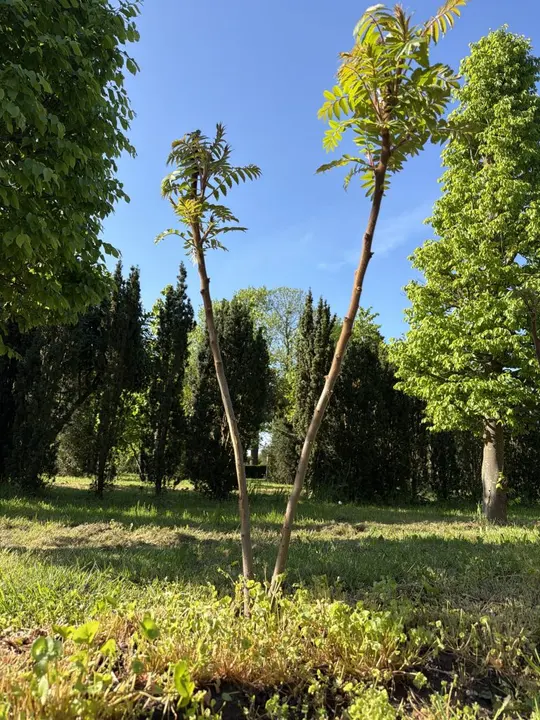 Fluweelstruik