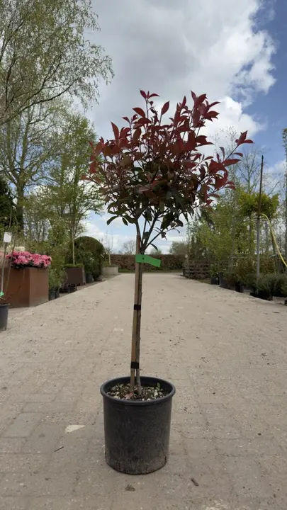 Glansmispel op stam