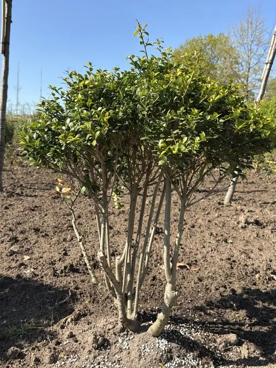 Japanse hulst (ilex)