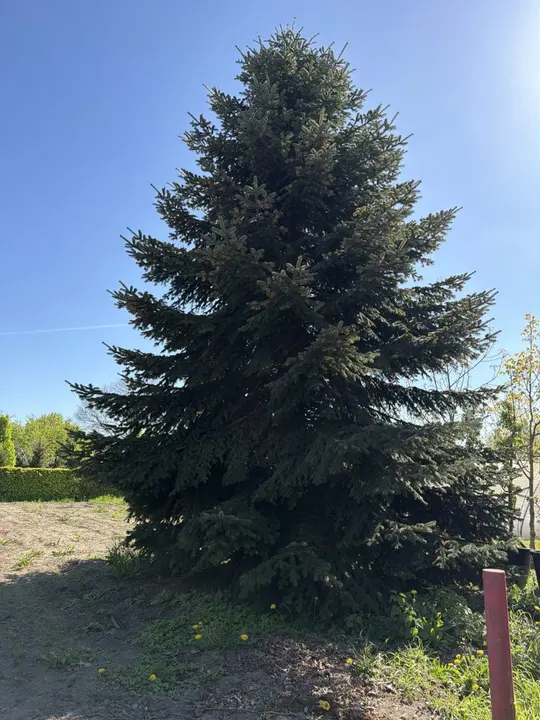 Kerstboom 7m nordman