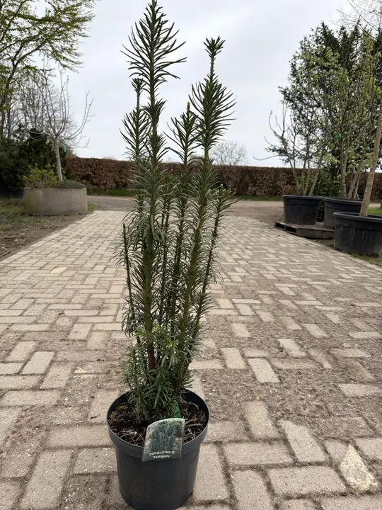 Knoptaxus
