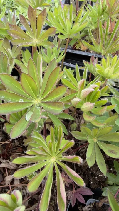 Lupine