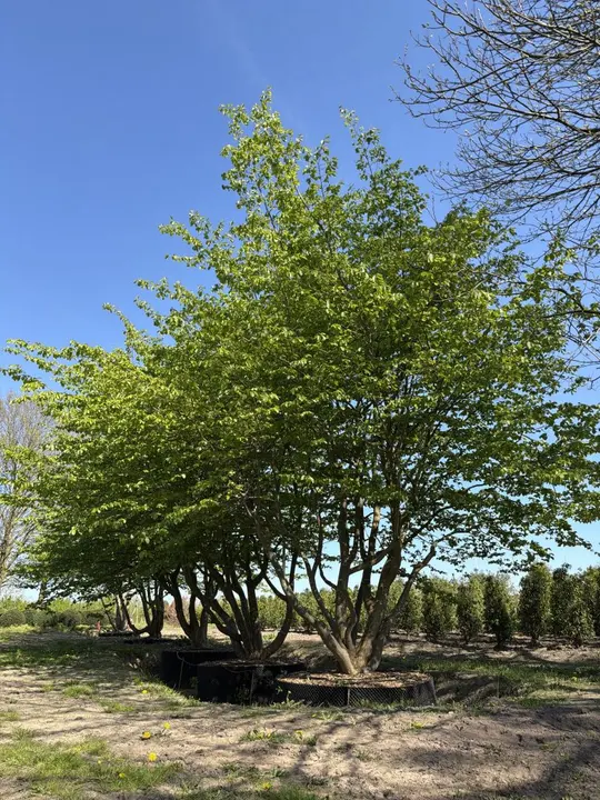 Meerstemmig perzisch ijzerhout