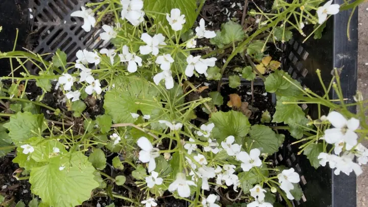 Pachyphragma macrophylla