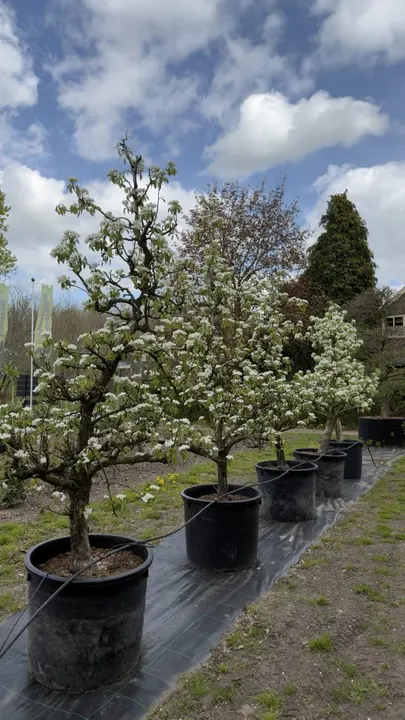 Perenboom