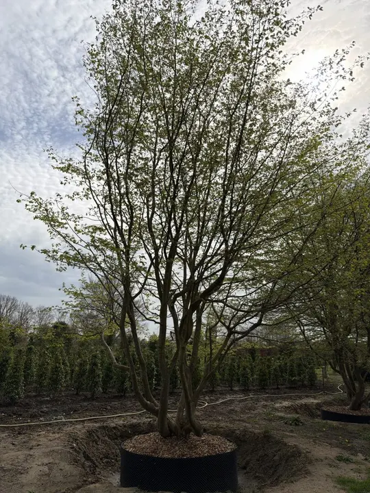 Perzisch ijzerhout