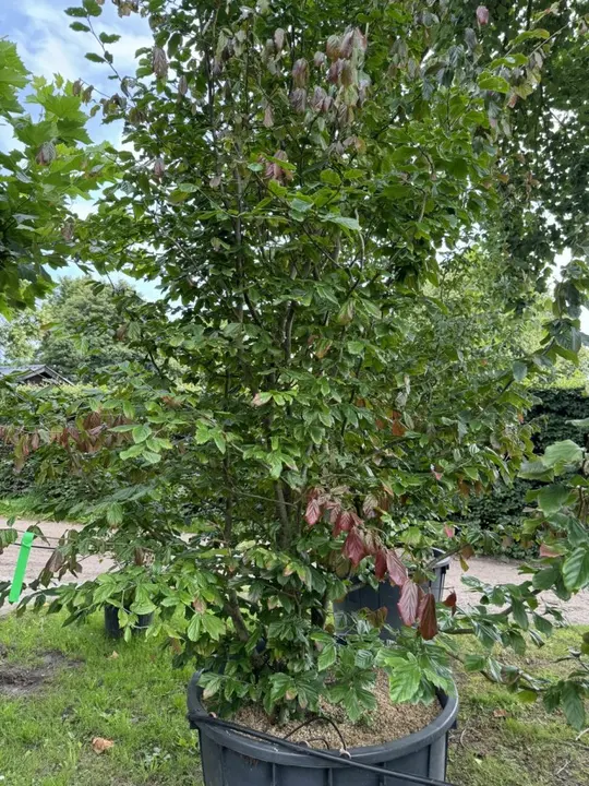 Perzisch Ijzerhout – Exclusieve boom