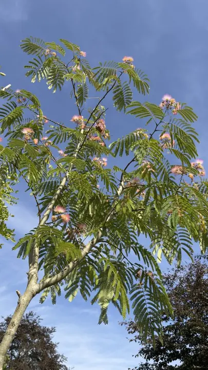 Perzische slaapboom