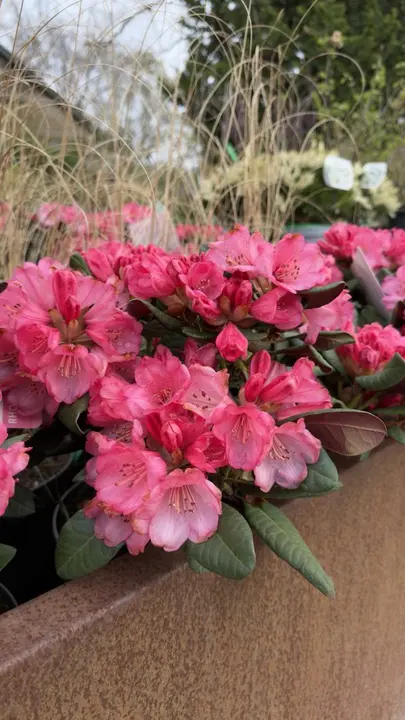 Rhododendron