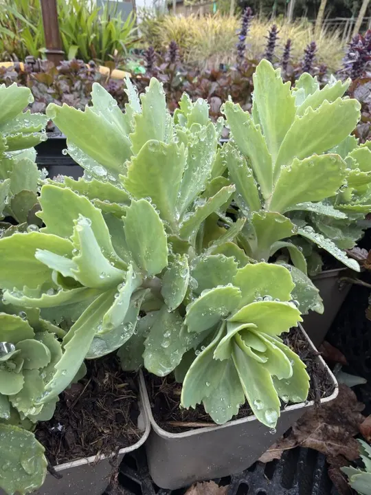 Sedum