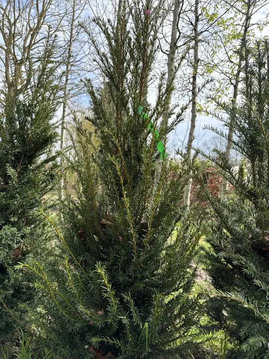 Taxus