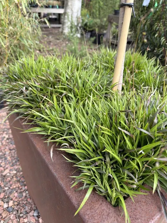 Veldbies
