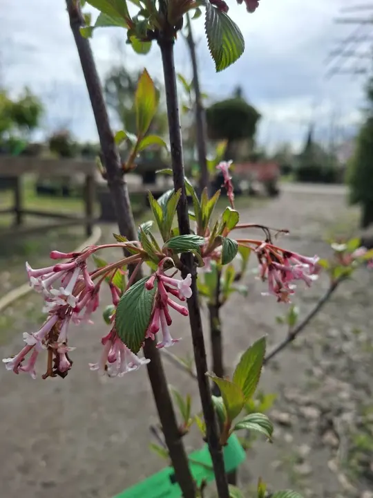 Viburnum bodnantense ‘Dawn’