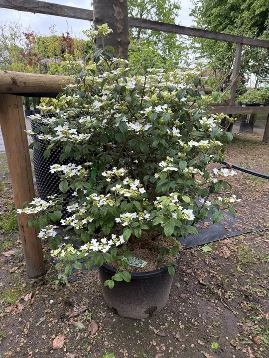 Viburnum plic. ‘Watanabe’