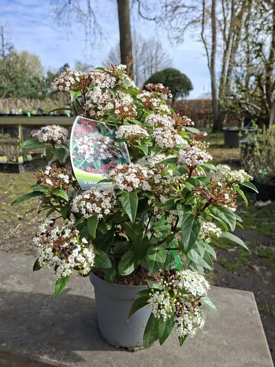 Viburnum tinus ‘Spirit’