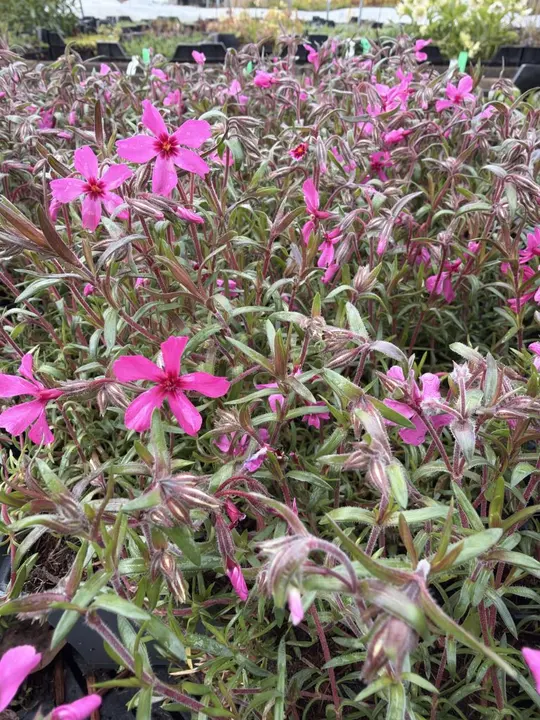 Vlambloem