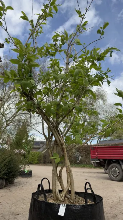 Zevenzonenboom